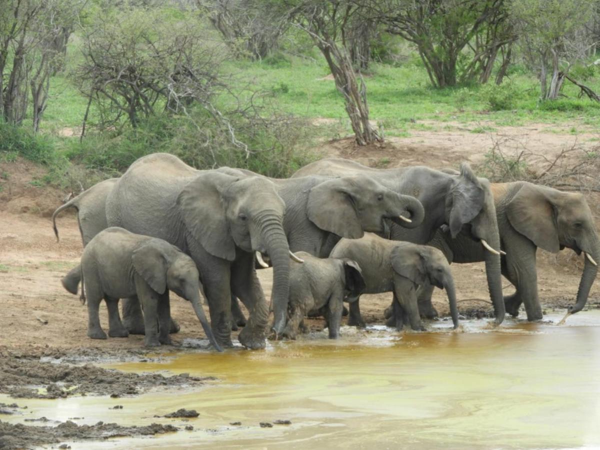Bongan Safari Lodge Mbabat 外观 照片